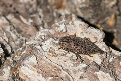 Dicerca aino