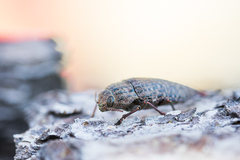 Dicerca aino