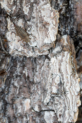 Dicerca aino