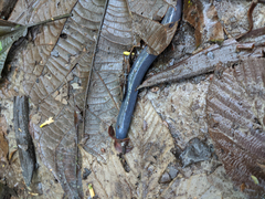 Caecilia orientalis