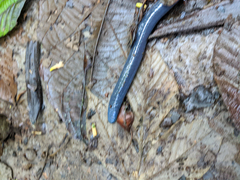 Caecilia orientalis