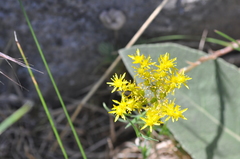 Petrosedum forsterianum