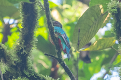 Pharomachrus antisianus