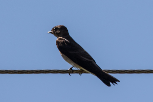 Southern Rough-winged Swallow (Stelgidopteryx ruficollis), photo 4