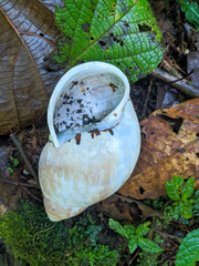 Megalobulimus popelairianus