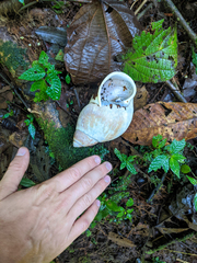 Megalobulimus popelairianus