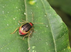 Paratriarius