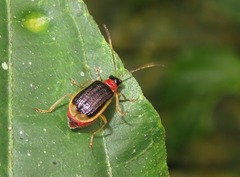 Paratriarius