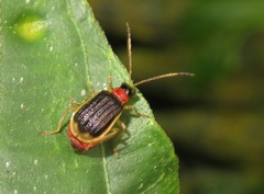 Paratriarius