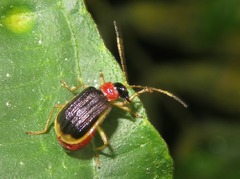 Paratriarius