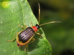 Paratriarius