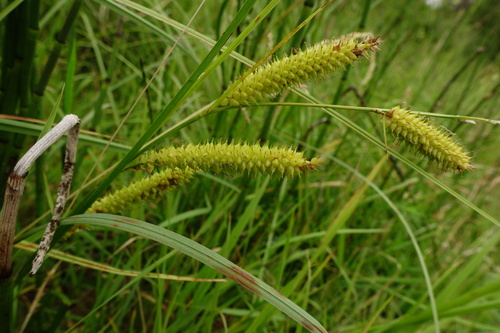beaked sedge (Carex rostrata)
