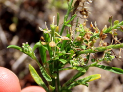 Lepidium capense