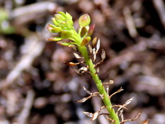 Lepidium capense