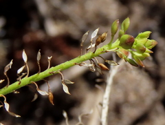 Lepidium capense