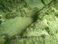 Parablennius pilicornis