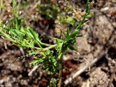 Lepidium capense