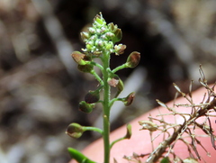 Lepidium capense