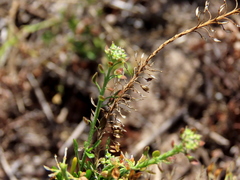 Lepidium capense