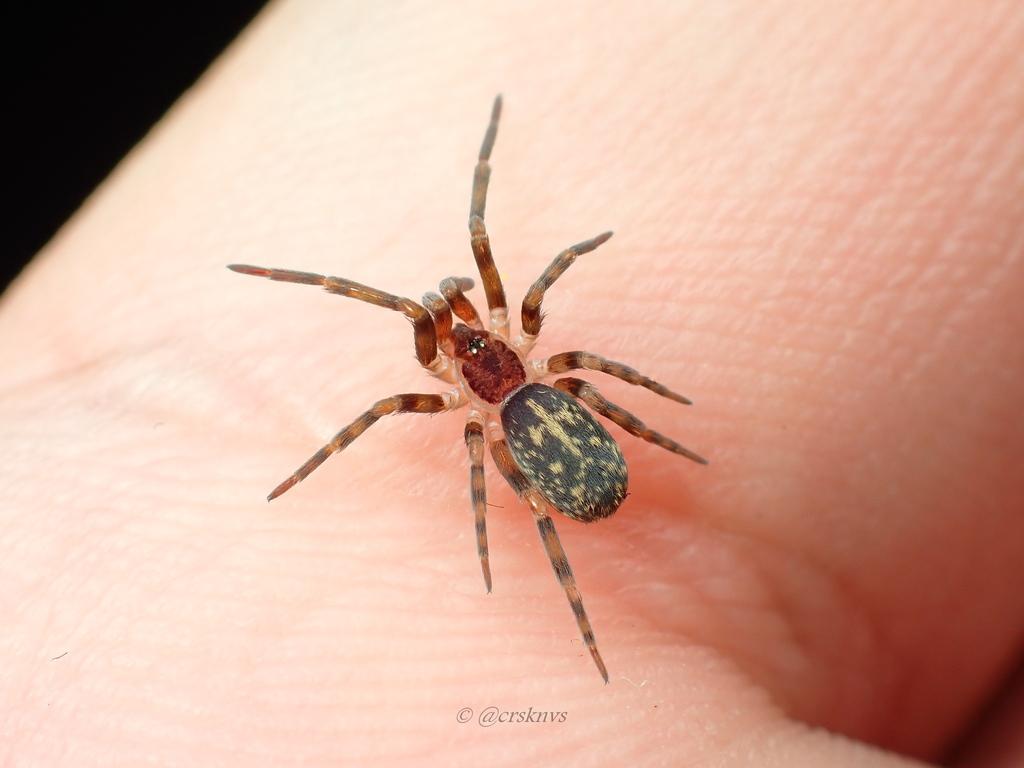 Labahitha marginata