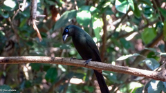 Crypsirina temia