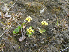 Draba ochroleuca