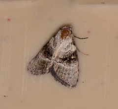 Acatapaustus metallopa