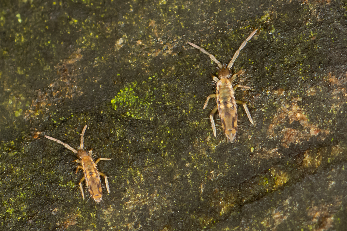 Entomobrya intermedia G.Brook, 1884