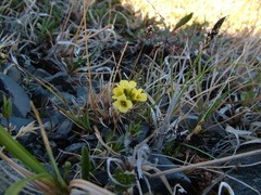 Draba ochroleuca