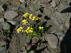 Draba ochroleuca