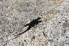 Sceloporus occidentalis taylori