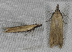 Dichomeris limosellus