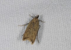 Dichomeris limosellus