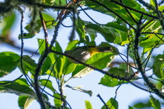 Chlorospingus canigularis