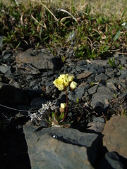 Draba ochroleuca