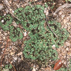 Ricciaceae