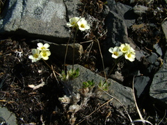 Draba ochroleuca