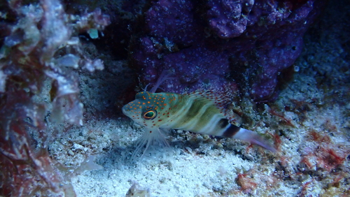 Grannyfish (Amblycirrhitus pinos) — Cirrhitidae — 5