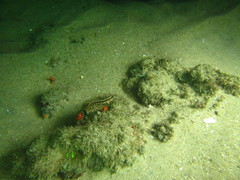 Parablennius pilicornis