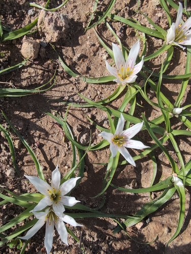 Colchicum europaeum