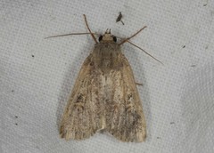 Xestia xanthographa