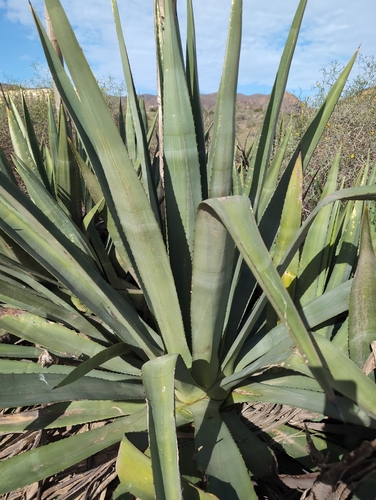 Henequen (Agave fourcroydes)