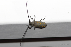 Batocera frenchi