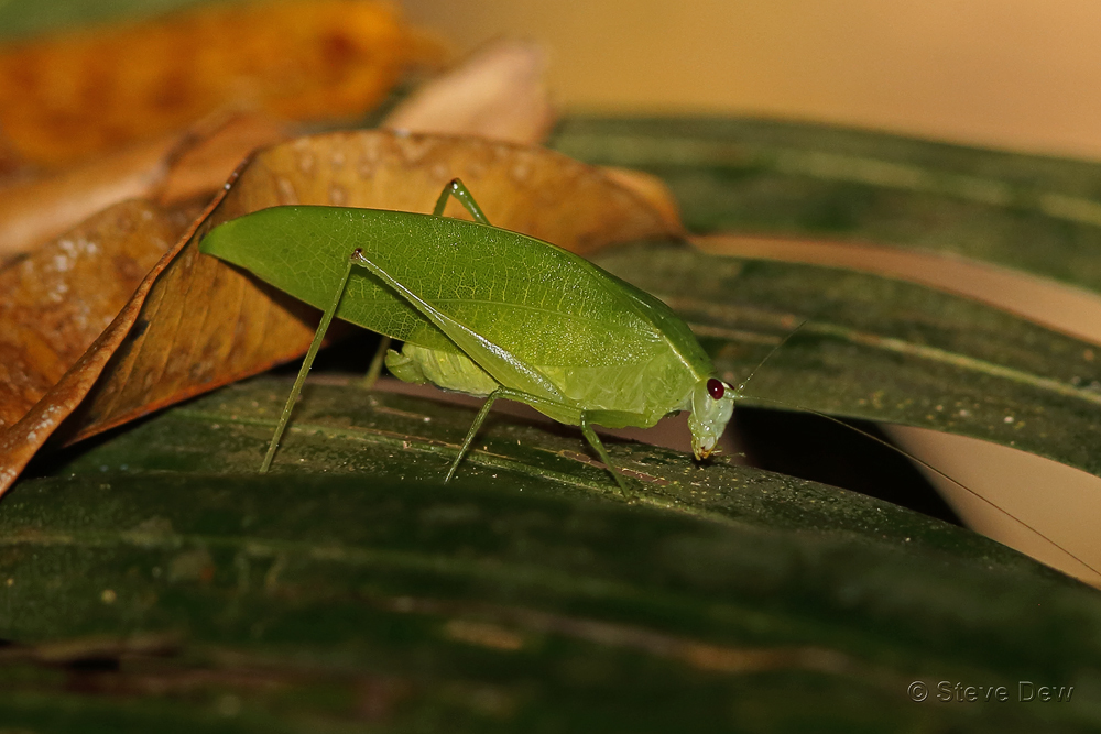 Caedicia goobita