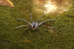 Dolomedes briangreenei