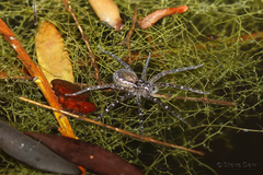 Dolomedes briangreenei