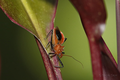 Gminatus wallengreni