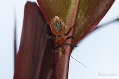 Gminatus wallengreni