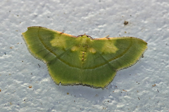 Metallochlora venusta