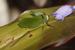 Ozphyllum kuranda